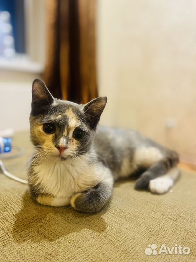 Веселый котенок девочка