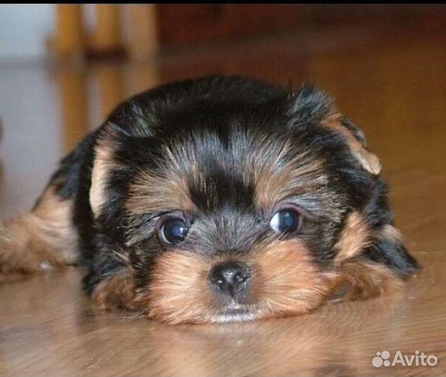 Йоркширский терьер мини