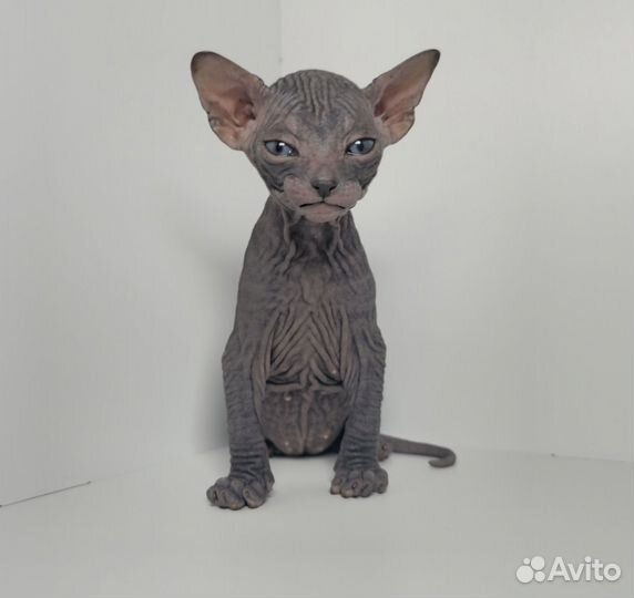 Донской сфинкс