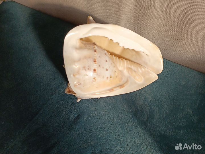 Большая морская раковина