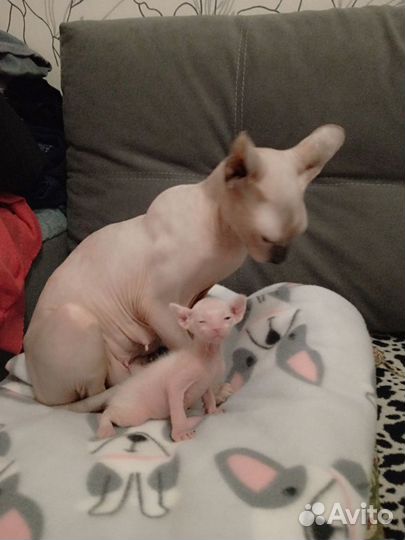 Донской й сфинкс