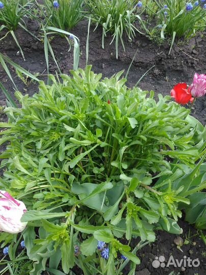 Крупные садовые ромашки