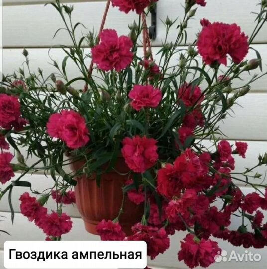Гвоздика ампельная в рассаде