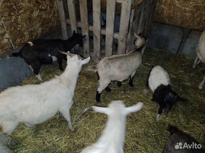 Козлята