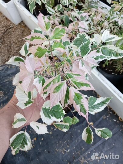 Саженцы клён фламинго,вишня войлочная, миндаль,ива