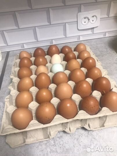 Домашние куриные яйца