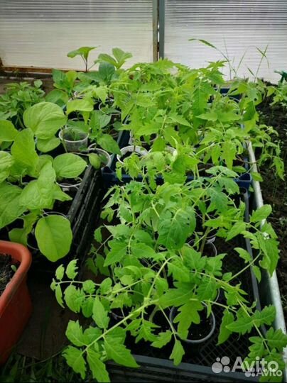 Рассада помидоры, огурцы, перцы, баклажаны