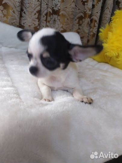 Чихуахуа девочка