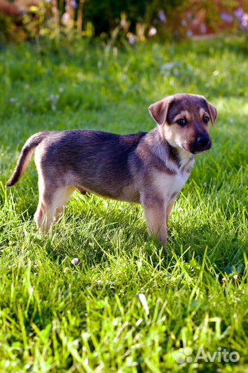 Щенки мальчики