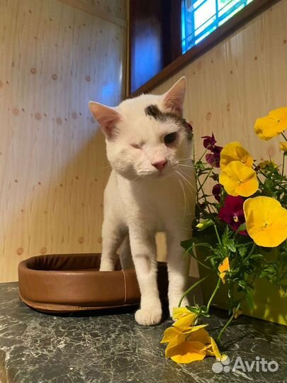 Котик в добрые руки