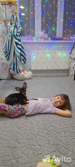 Передержка квартирных кошек/собак