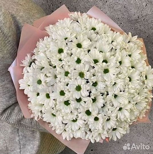 Хризантема Цветы Доставка
