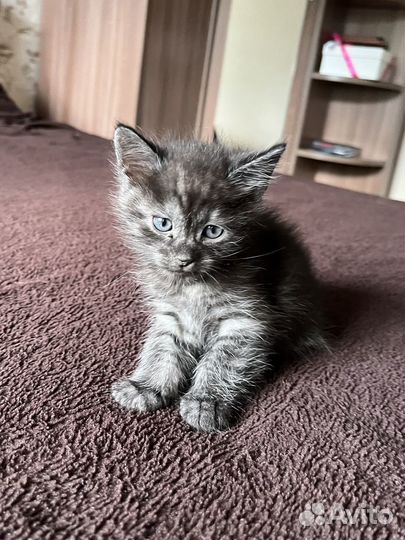 Отдаю котенка