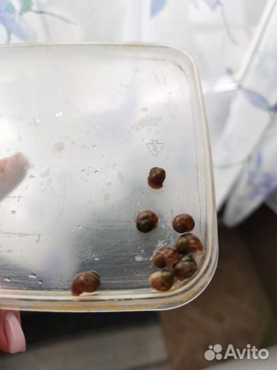 Улитки ахатины бесплатно