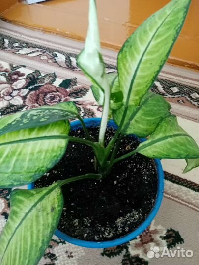 Диффенбахия