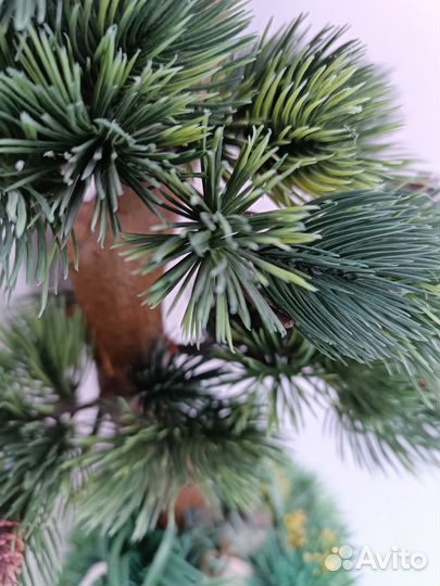 Бонсай сосна