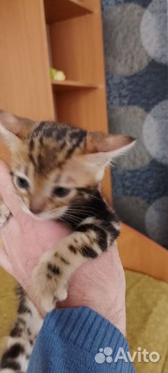 Бенгальский котенок
