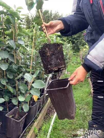 Саженцы яблони, выращенные в горшках