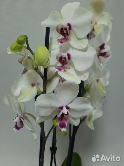 Орхидея с деткой