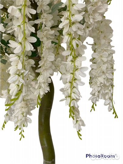 Декоративные деревья