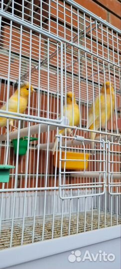 Кенор+Канорейки (в ассортименте)