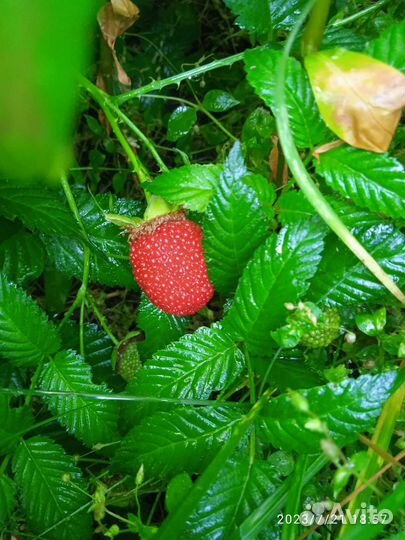 Малина арктическая крупная (княженика)