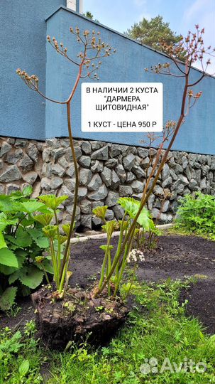 Продам многолетник для сада - Дармера щитовидная