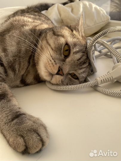 Британский кот