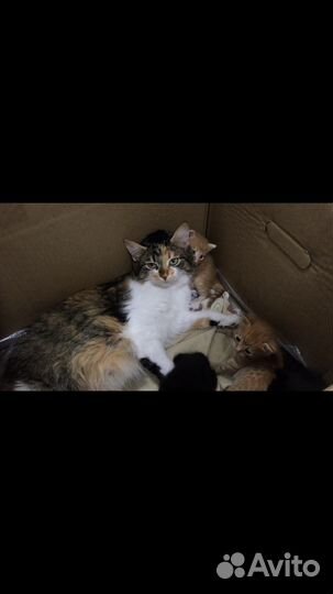 Котята в добрые руки
