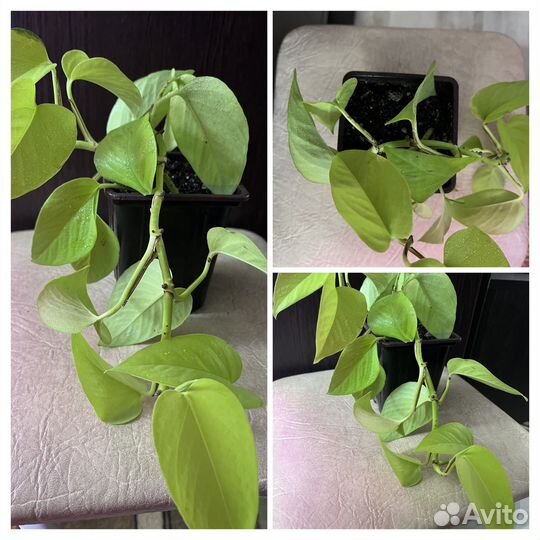 Домашние цветы