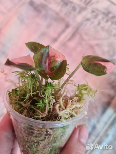 Сингониумы сортовые