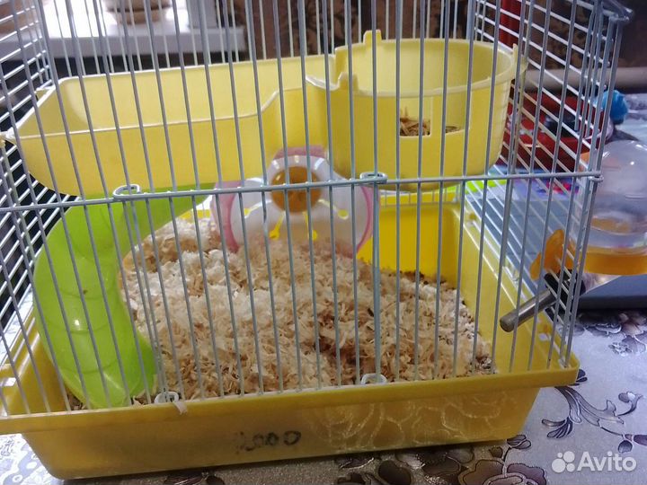 Джингурский хомяк