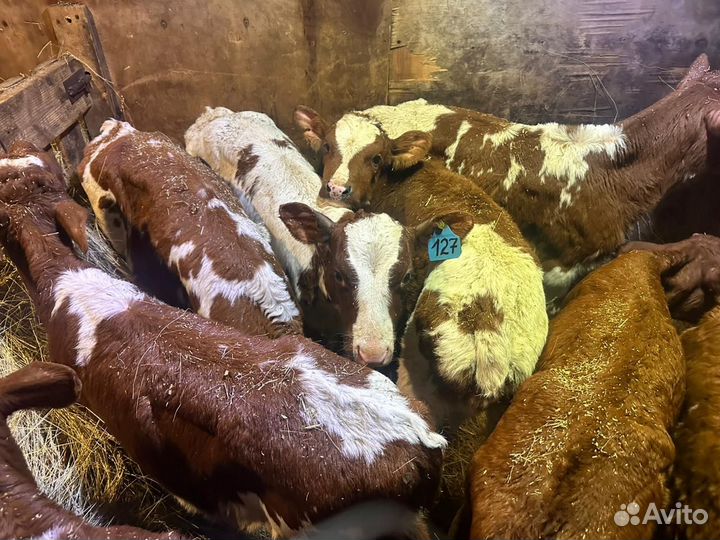 Телята бычки на откорм бесплатная доставка