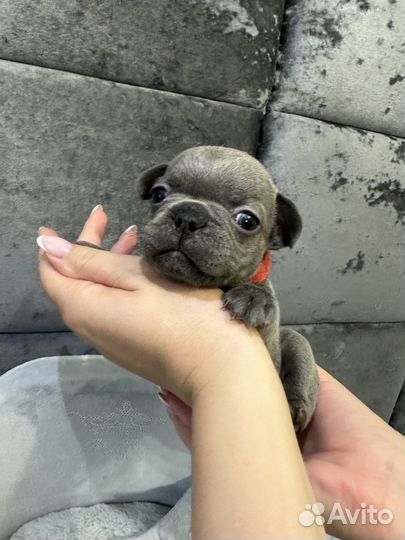 Французский бульдог голубой девочка