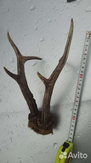 Рога косули