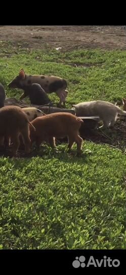 Поросята