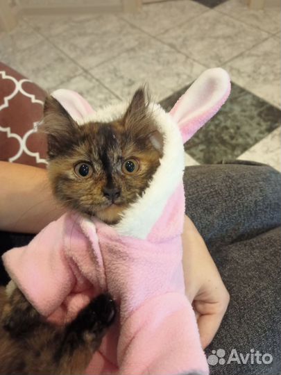 Кошка в дар бесплатно