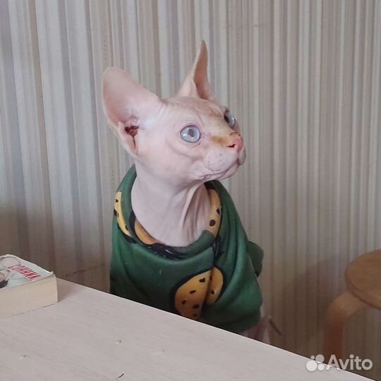 Канадский сфинкс вязка