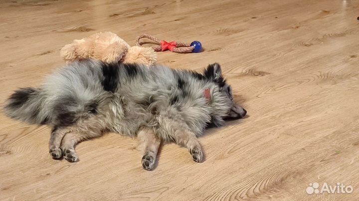 Вязка собак немецкий шпиц