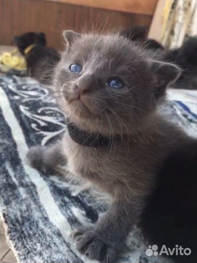 Вислоухие котята в добрые руки
