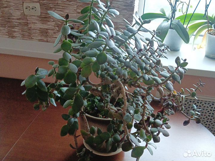 Толстянка большая