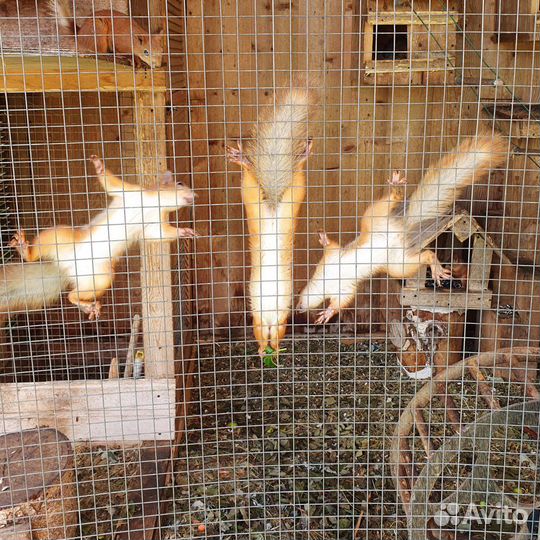 Белка алтайская