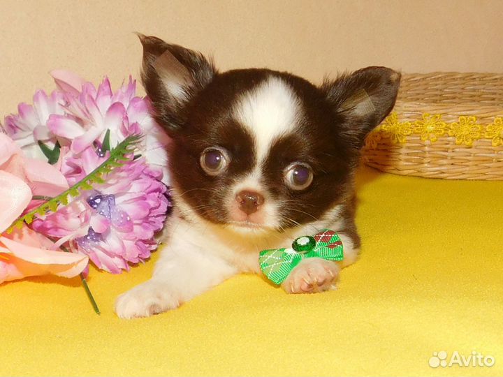 Чихуахуа Мини мальчик