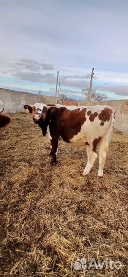 Бычки на откорм