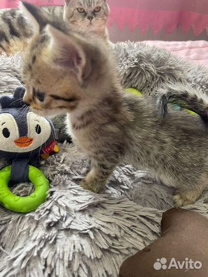 Британские котята