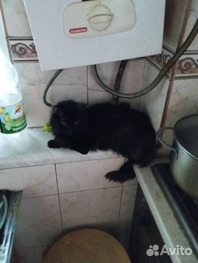 Коты в дар бесплатно