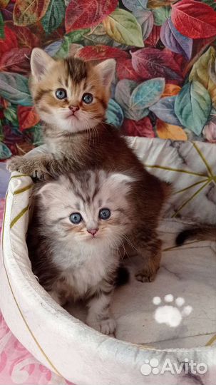 Шотландские котята