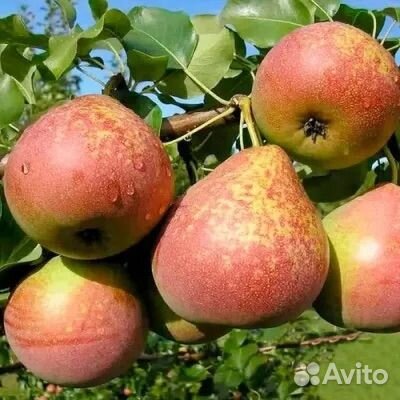 Груша саженцы