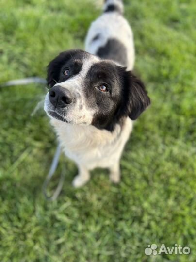 Собака в добрые руки