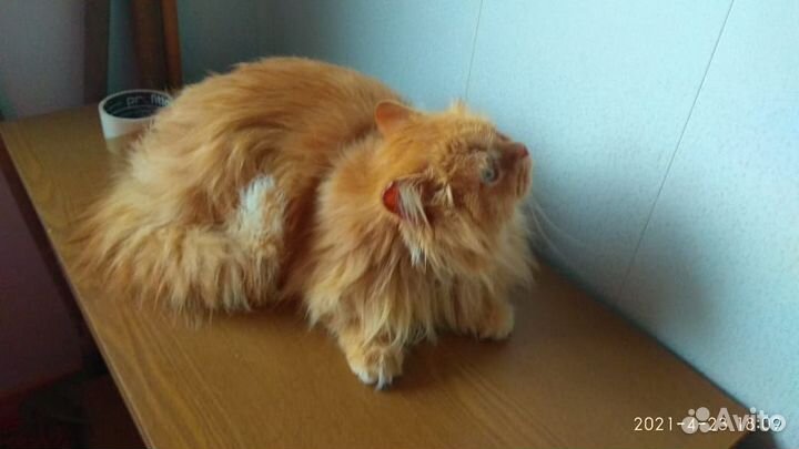 Стрижка котов